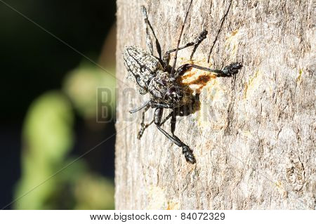 Brazilian Insect