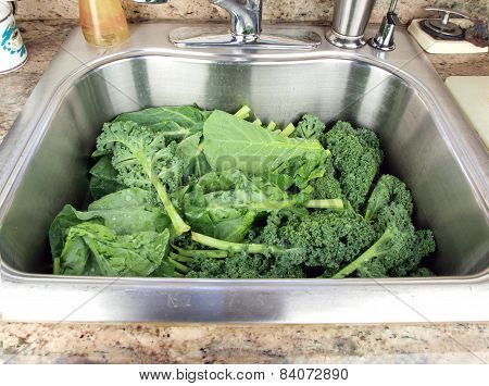 Collard Greens And Kale In A Sink