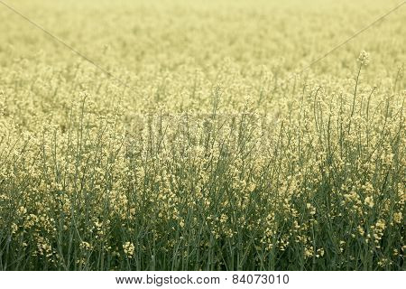 Rapeseed Field