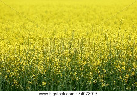 Rapeseed Field