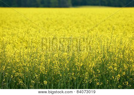 Rapeseed Field