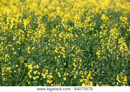 Rapeseed Field