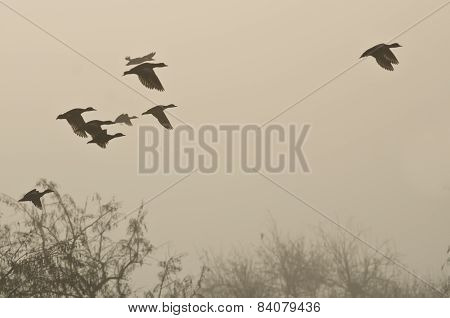 Early Morning Flight Of Ducks Above Foggy Marsh