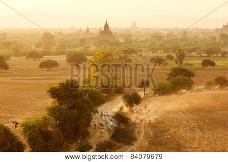 Burmese Herder Leads Cattle Herd