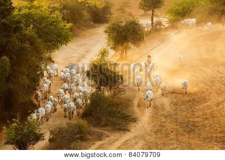 Burmese Herder Leads Cattle Herd
