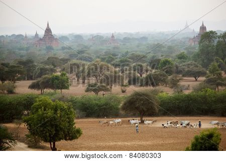 Burmese Herder Leads Cattle Herd