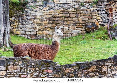 Kuelap Ruins And Llama