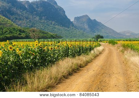 The road to a mountain between sun flowers fied
** Note: Soft Focus at 100%, best at smaller sizes