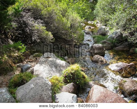 Pedrisa, Comunity Of Madrid, Spain