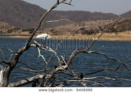 witte zilverreiger