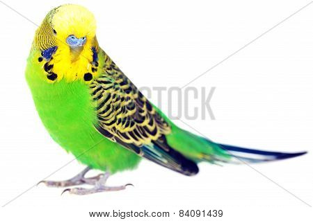 Portrait Of  Budgerigar