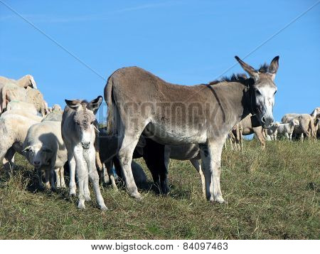 Little Donkey And His Mother Donkey And Grazing In The Mountains