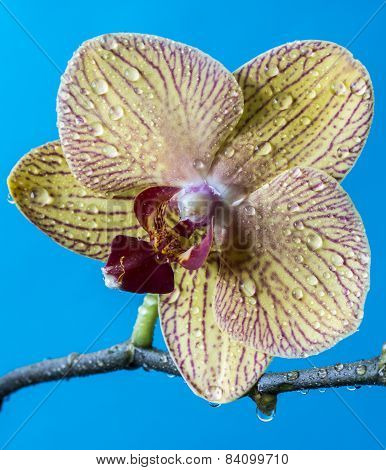 Phalaenopsis Orchid