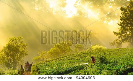 Chiang Mai, Thailand-december 11 : Worker Watering Strawberry In Strawberry Field On December 11, 20