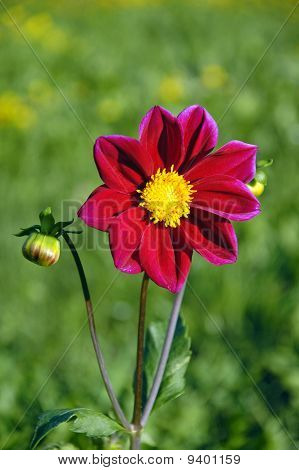 Punainen dahlia