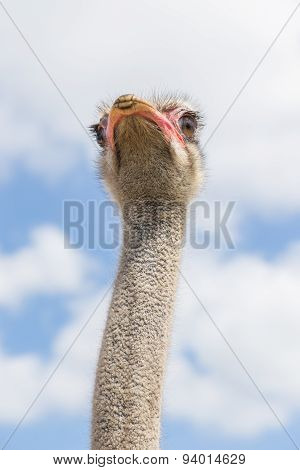 Ostrich in bottom view