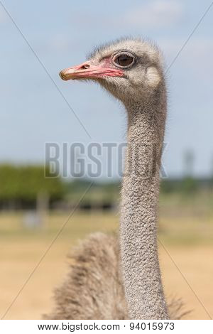Ostrich from the front