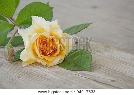 Rose Buff Beauty Peach And Apricot On An Old Wooden Board