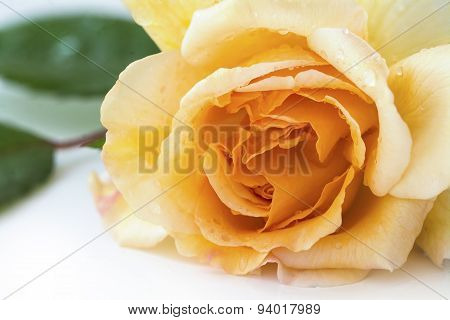 Rose Buff Beauty, Soft Peach And Apricot