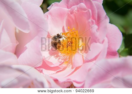 Bee on a Peasant Rose