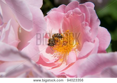 Bee with pollen