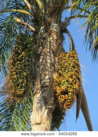 Date Palm
