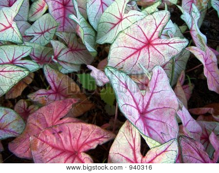 แองเจิลปีก Caladium
