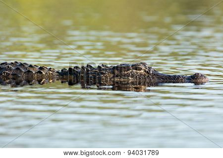 Large American Alligator In The Water