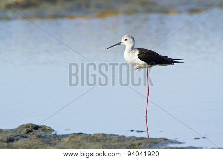 Black-winged Stilt Bird In Pottuvil, Sri Lanka