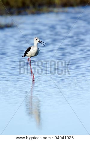 Black-winged Stilt Bird In Pottuvil, Sri Lanka
