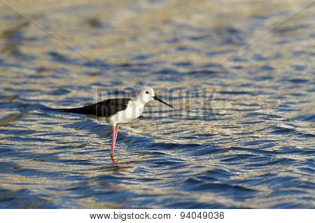 Black-winged Stilt In Pottuvil, Sri Lanka