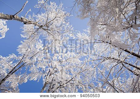 Hard rime forest