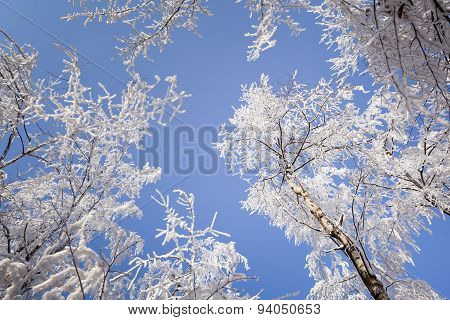 Hard rime forest