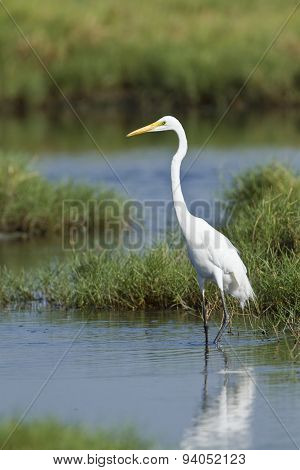 Great Egret In Pottuvil, Sri Lanka