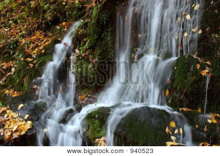 Őszi Cascades alfa
