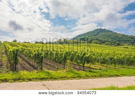 Grapevine