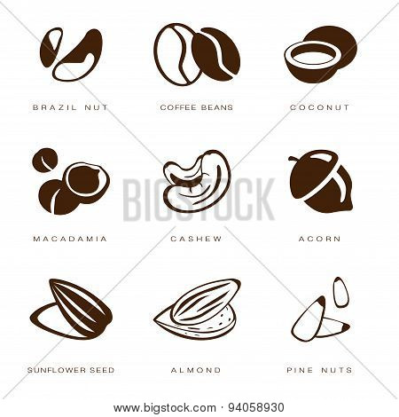 Nuts, Beans and Seed Vector