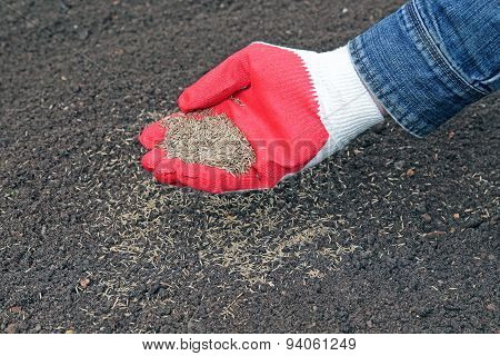 Sowing Grass Seed