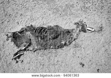 Seal Pup Carcass
