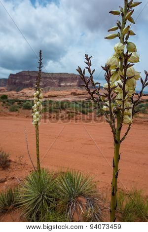 Yucca Plant Blossom Escalante National Park Utah Landscape
