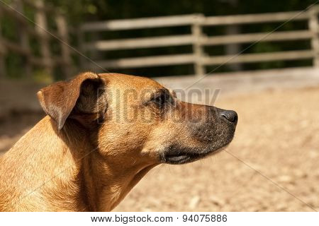 Hunting Dog With Gentle Gaze Portrait. Brown Dog
