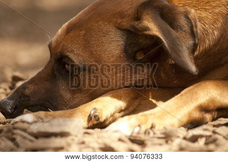 Sleeping Dog Close Up. Tired Brown Dogs Face