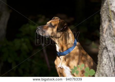 Sitting Dog In Forest. Brown Dog In Nature