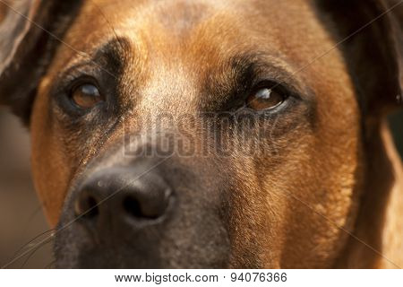 Dogs Eyes Close Up. Brown Dogs Attention