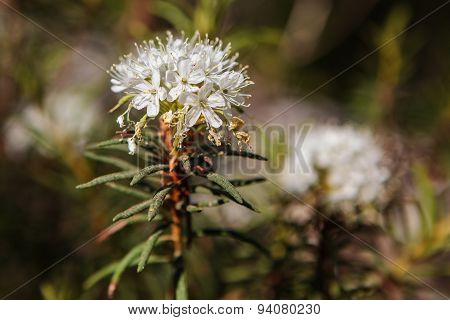 Rhododendron Tomentosum In Varnikai