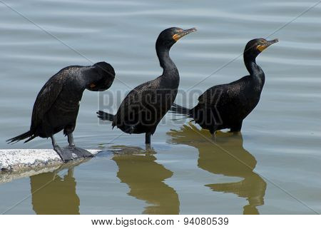 Three Double-crested cormorants