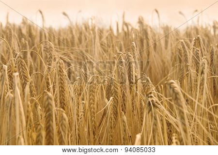 Golden corn field in summer close up
** Note: Soft Focus at 100%, best at smaller sizes