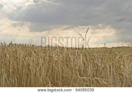 Golden Wheat Field In Summer With Blue Sky