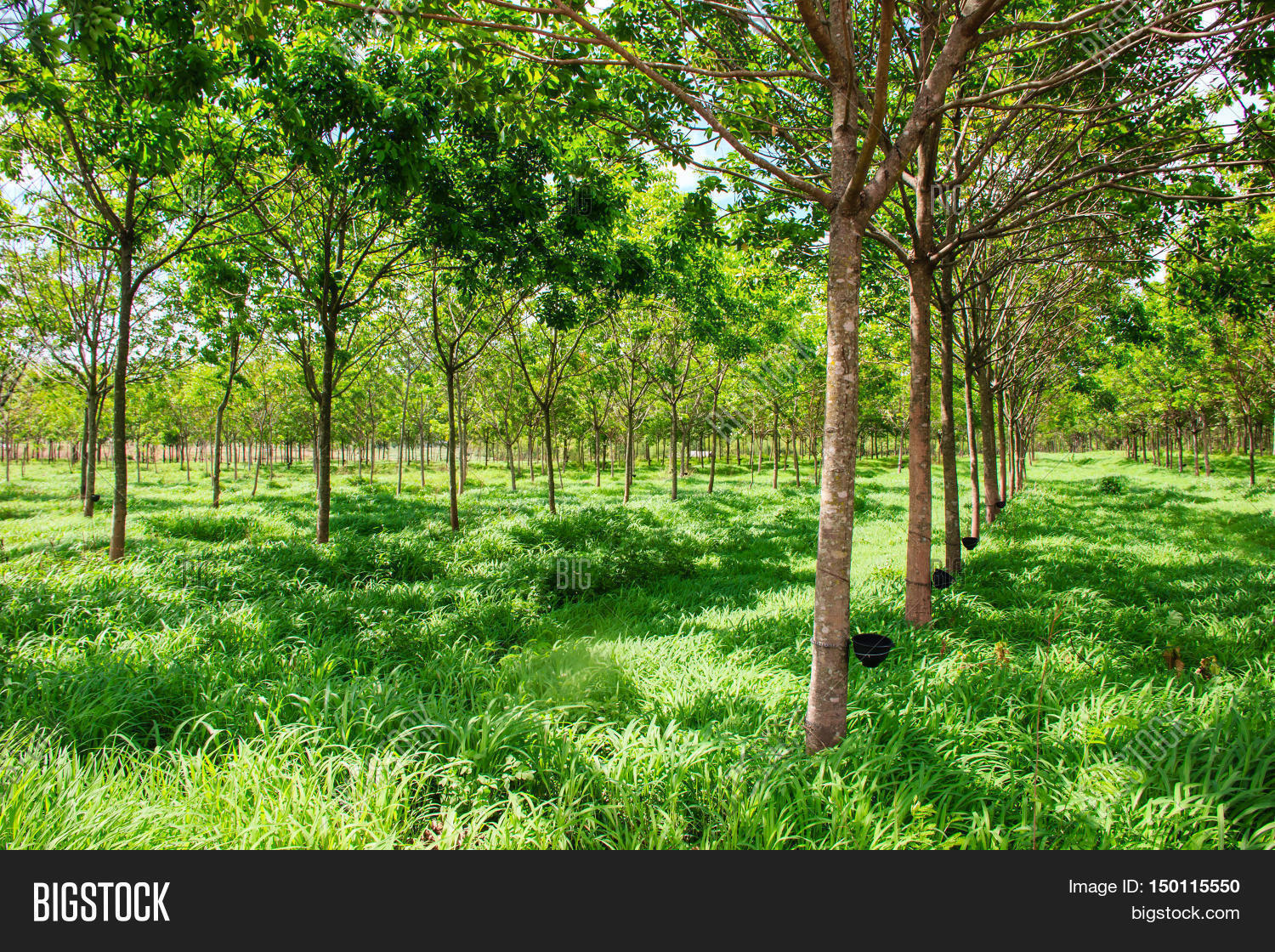 Rubber Trees Image & Photo (Free Trial) | Bigstock