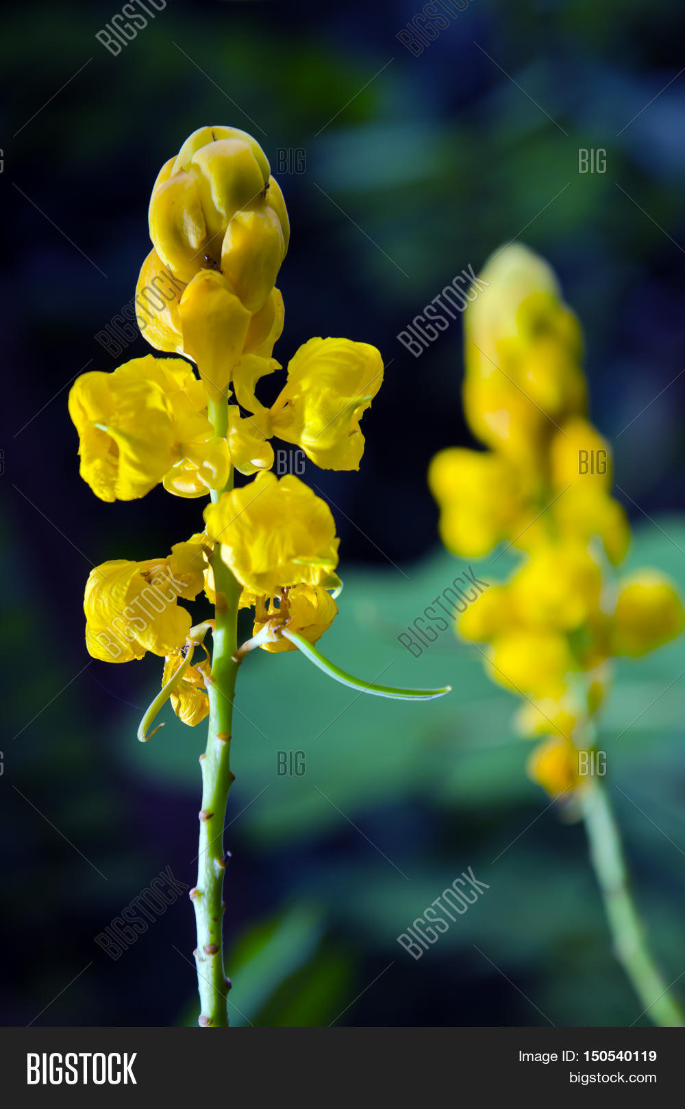 Bush Candle Bush Image & Photo (Free Trial) Bigstock